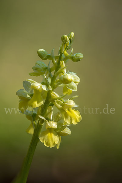 Blasses Knabenkraut (Orchis pallens)