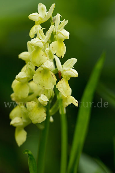 Blasses Knabenkraut (Orchis pallens)