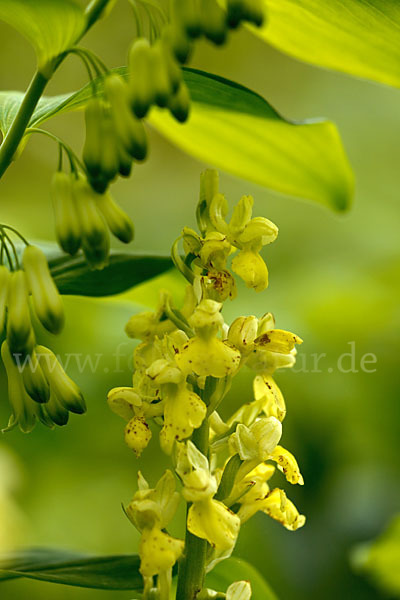 Blasses Knabenkraut (Orchis pallens)