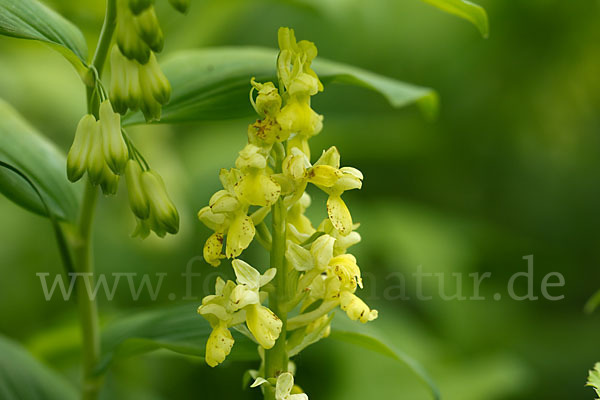 Blasses Knabenkraut (Orchis pallens)