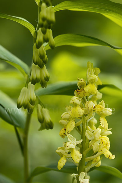 Blasses Knabenkraut (Orchis pallens)