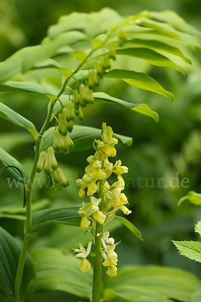 Blasses Knabenkraut (Orchis pallens)