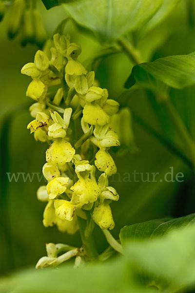 Blasses Knabenkraut (Orchis pallens)