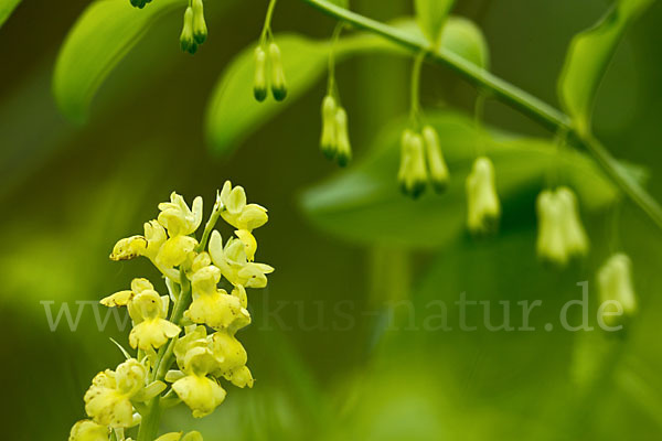 Blasses Knabenkraut (Orchis pallens)