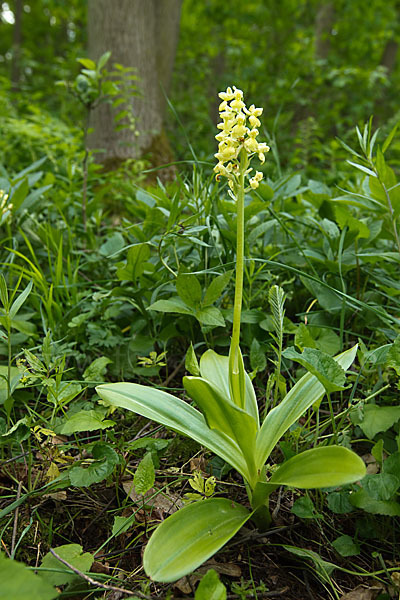 Blasses Knabenkraut (Orchis pallens)