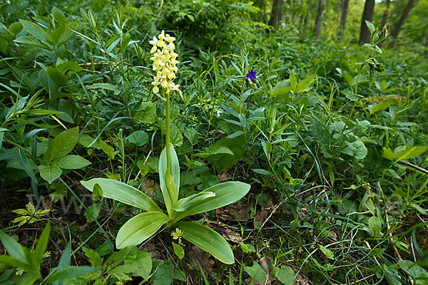 Blasses Knabenkraut (Orchis pallens)