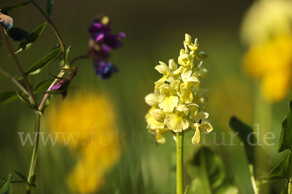 Blasses Knabenkraut (Orchis pallens)