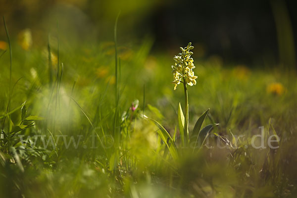 Blasses Knabenkraut (Orchis pallens)