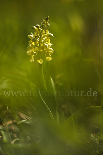 Blasses Knabenkraut (Orchis pallens)