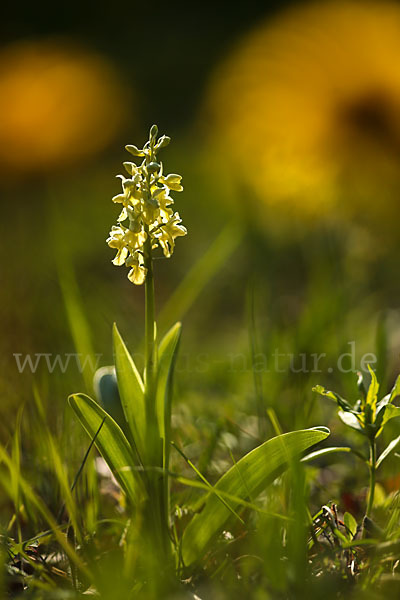 Blasses Knabenkraut (Orchis pallens)