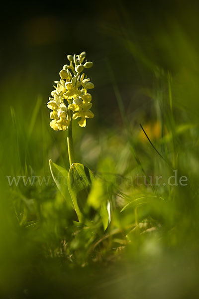 Blasses Knabenkraut (Orchis pallens)