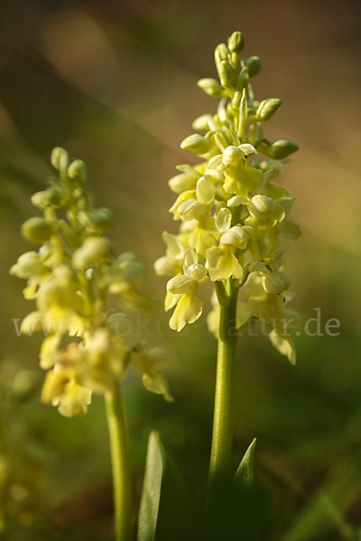 Blasses Knabenkraut (Orchis pallens)