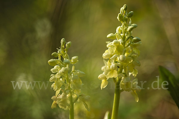 Blasses Knabenkraut (Orchis pallens)