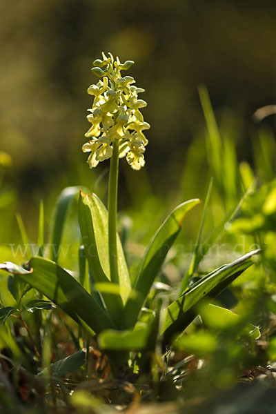 Blasses Knabenkraut (Orchis pallens)