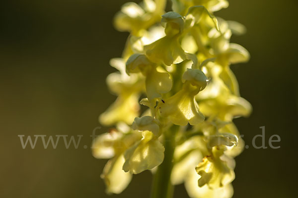 Blasses Knabenkraut (Orchis pallens)