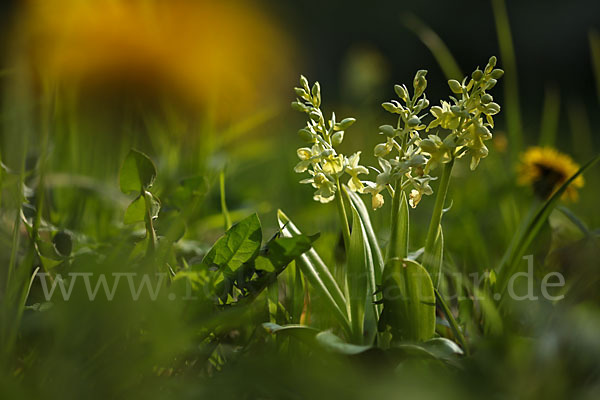 Blasses Knabenkraut (Orchis pallens)