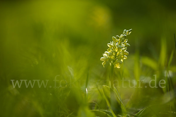 Blasses Knabenkraut (Orchis pallens)