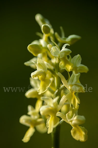 Blasses Knabenkraut (Orchis pallens)