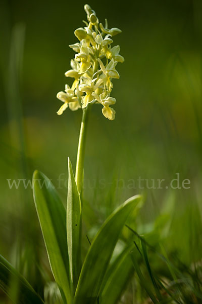 Blasses Knabenkraut (Orchis pallens)