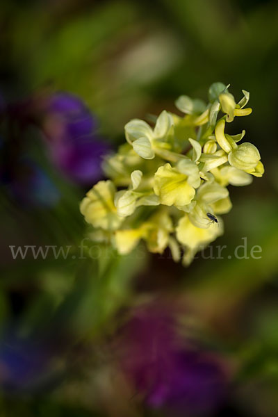 Blasses Knabenkraut (Orchis pallens)