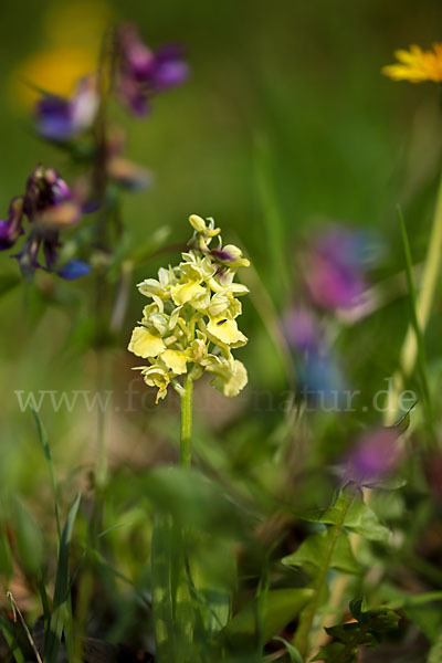 Blasses Knabenkraut (Orchis pallens)