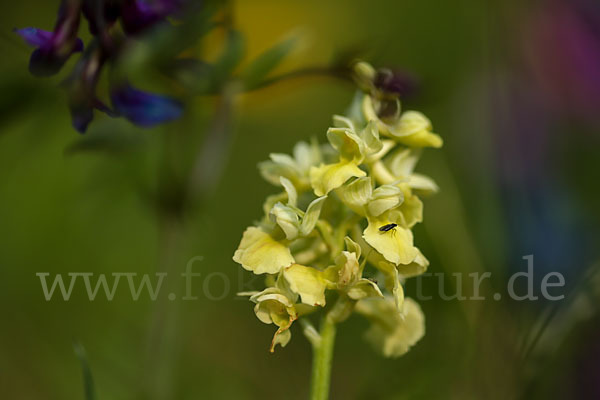 Blasses Knabenkraut (Orchis pallens)