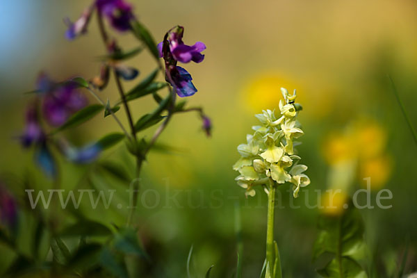 Blasses Knabenkraut (Orchis pallens)