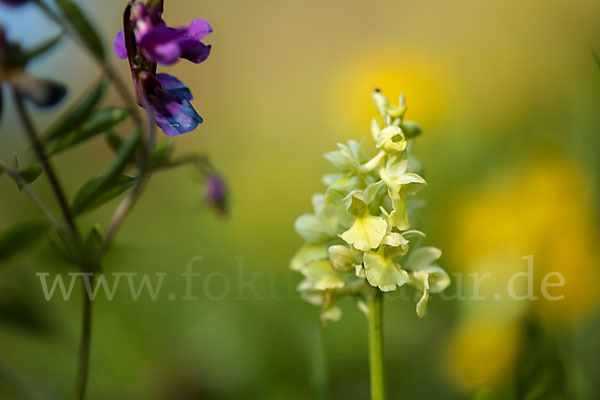 Blasses Knabenkraut (Orchis pallens)