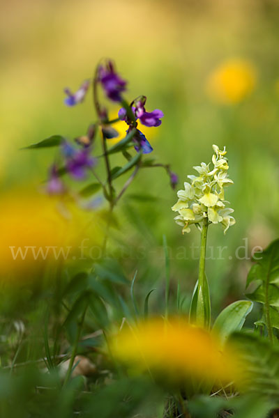 Blasses Knabenkraut (Orchis pallens)