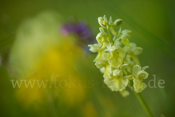 Blasses Knabenkraut (Orchis pallens)