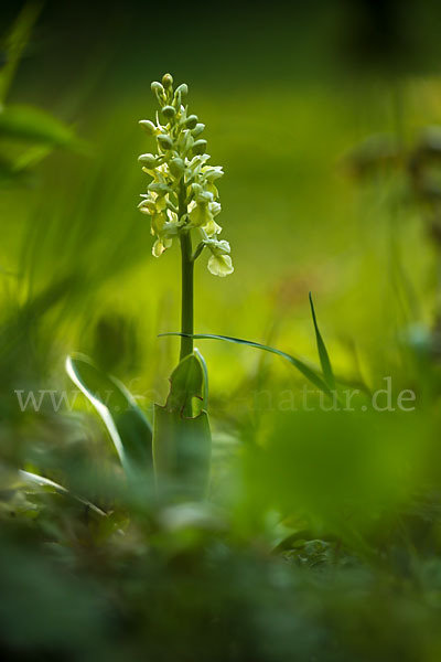 Blasses Knabenkraut (Orchis pallens)