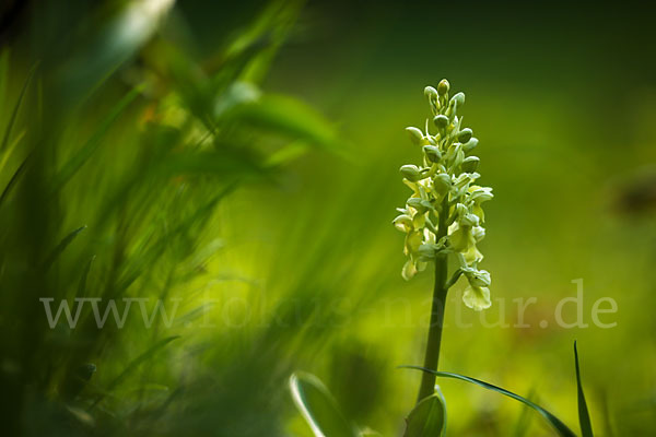 Blasses Knabenkraut (Orchis pallens)