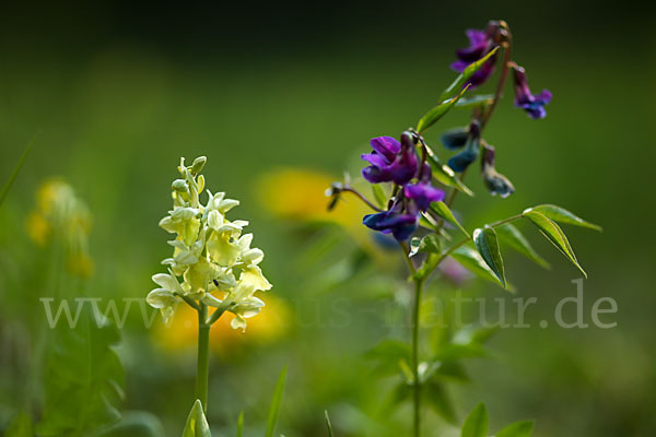 Blasses Knabenkraut (Orchis pallens)