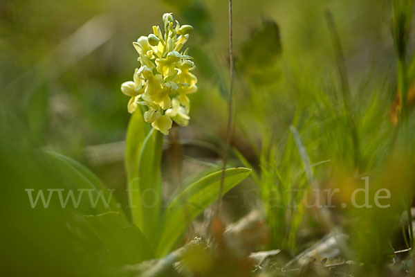 Blasses Knabenkraut (Orchis pallens)