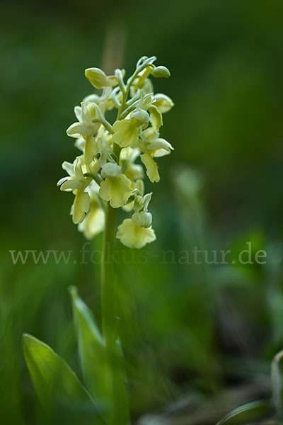 Blasses Knabenkraut (Orchis pallens)