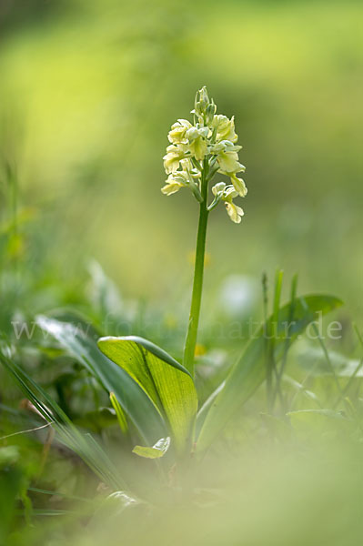 Blasses Knabenkraut (Orchis pallens)