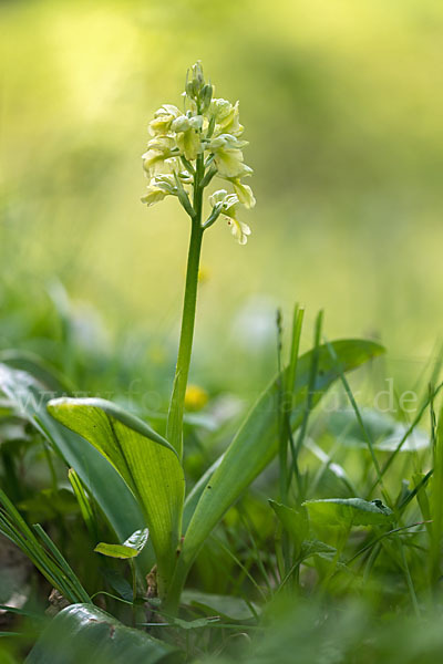 Blasses Knabenkraut (Orchis pallens)