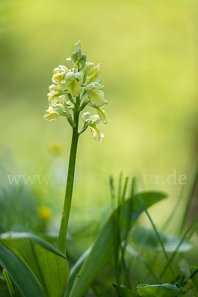 Blasses Knabenkraut (Orchis pallens)