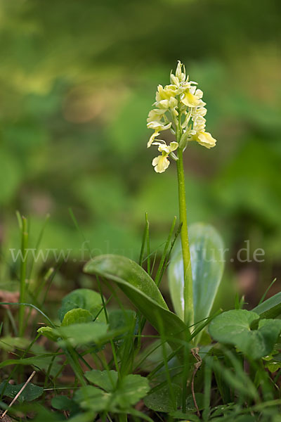 Blasses Knabenkraut (Orchis pallens)