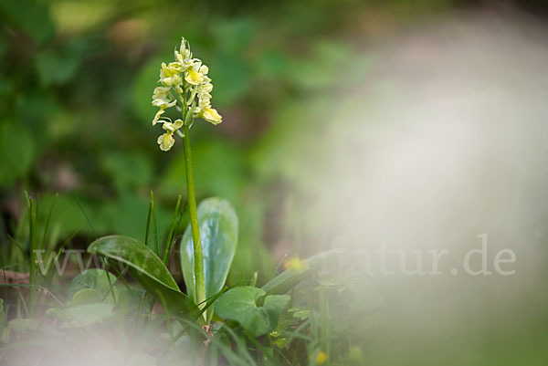 Blasses Knabenkraut (Orchis pallens)