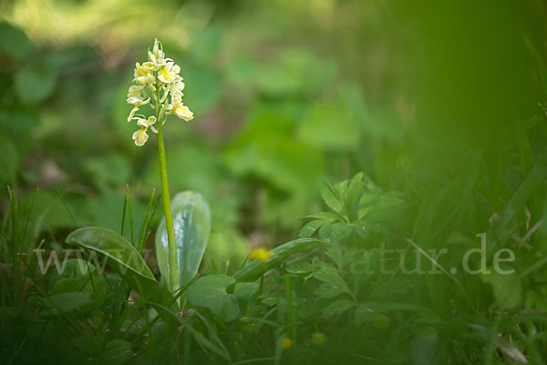 Blasses Knabenkraut (Orchis pallens)