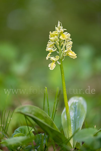 Blasses Knabenkraut (Orchis pallens)