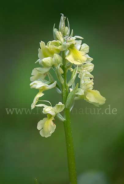 Blasses Knabenkraut (Orchis pallens)