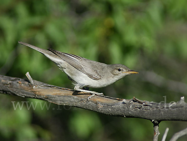 Blassspötter (Hippolais pallida)