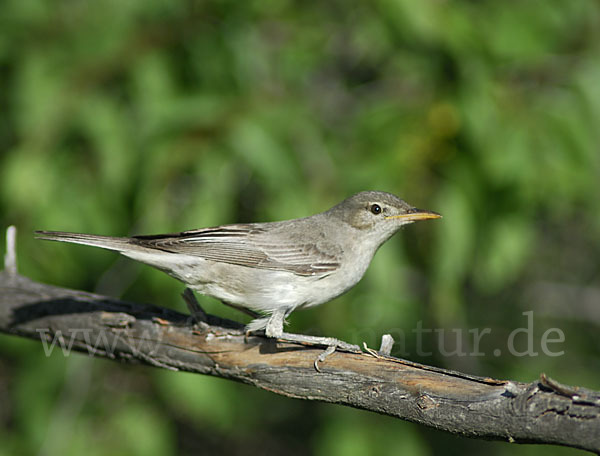 Blassspötter (Hippolais pallida)