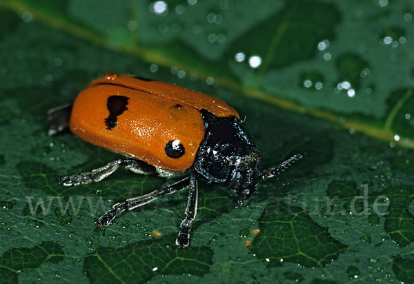 Blattkäfer spec.1 (Clytra laeviuscula)