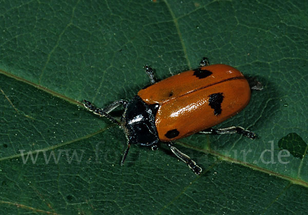 Blattkäfer spec.1 (Clytra laeviuscula)