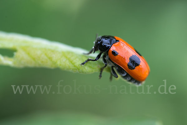 Blattkäfer spec.1 (Clytra laeviuscula)