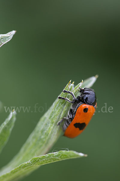 Blattkäfer spec.1 (Clytra laeviuscula)