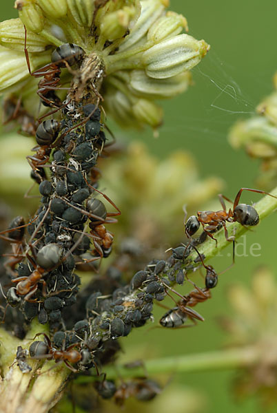 Blattlaus (Aphidoidea)